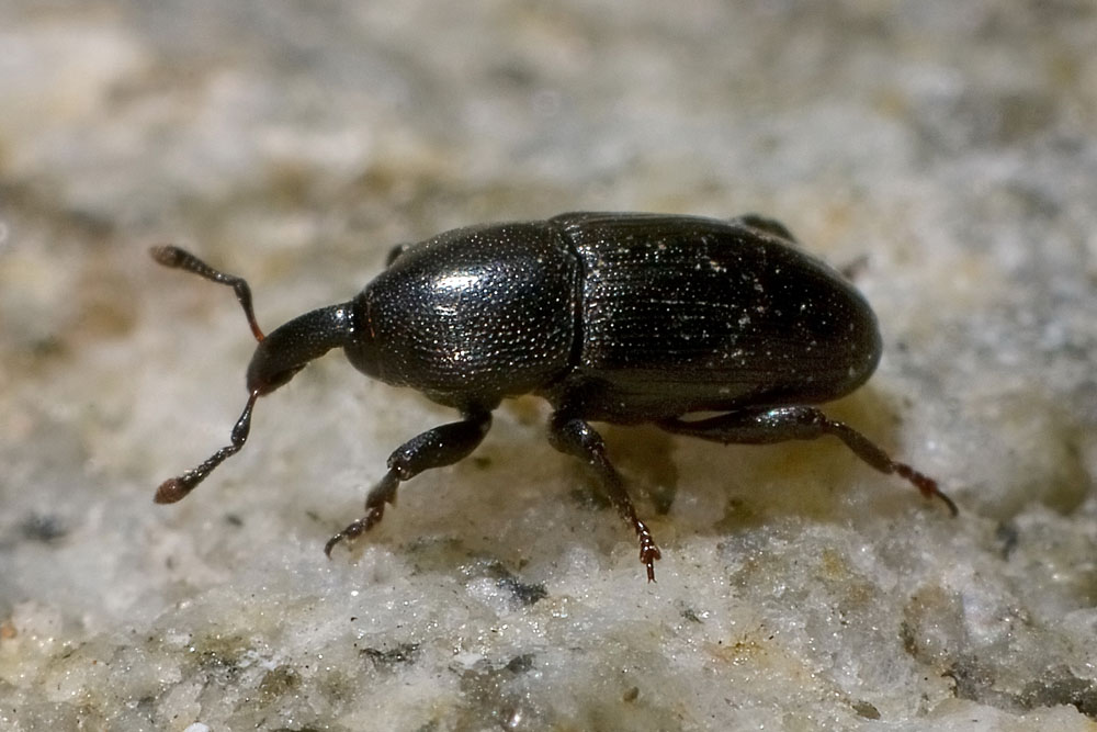Melanobaris laticollis